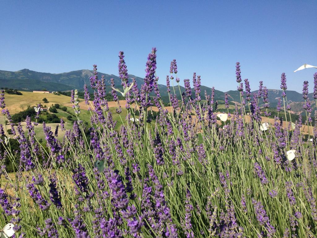 Agriturismo Il Fienile Di Ca Battista Cagli Buitenkant foto