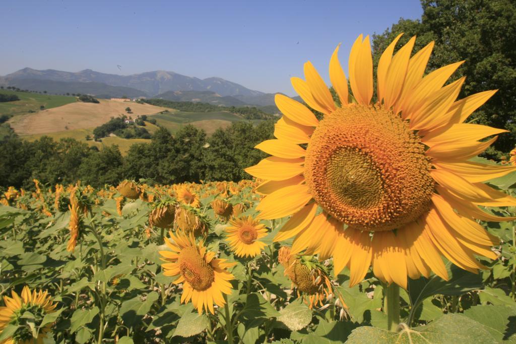 Agriturismo Il Fienile Di Ca Battista Cagli Buitenkant foto